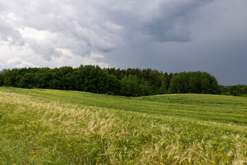 Obraz premium wheat field after a thunderstorm and rain