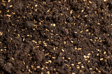 seeds of one carrot variety sown in fertile soil