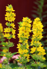 Yellow lysimachia flowers bloom in nature