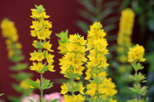 Yellow lysimachia flowers bloom in nature