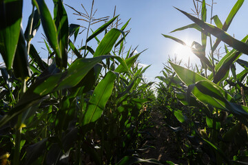 beautiful corn flowers in the summer in sunny weather