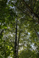 tall birches in sunny weather in early autumn