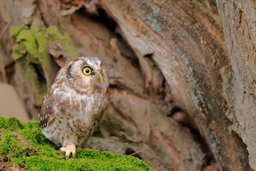  Boreal owl, Aegolius funereus, Czech republic