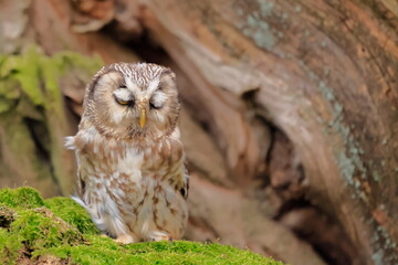  Boreal owl, Aegolius funereus, Czech republic