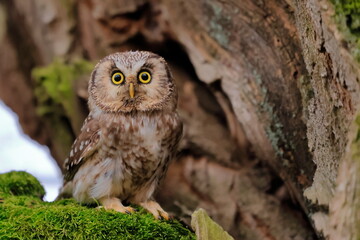  Boreal owl, Aegolius funereus, Czech republic