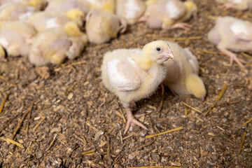 small chickens in down and feathers during cultivation at a poultry farm