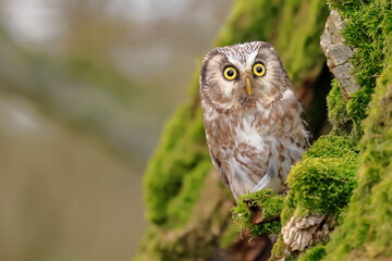  Boreal owl, Aegolius funereus, Czech republic