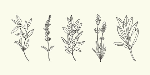 Vector hand painted salvia sage flower and leaves plant illustration. Modern simple outline icons, hand drawn sketch, modern simple logo design