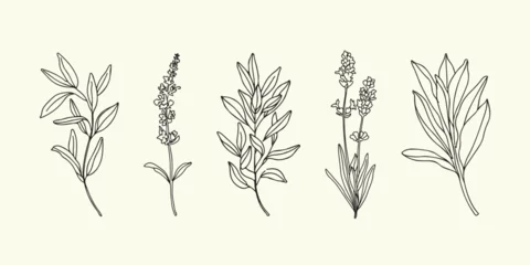 Fototapeten Vector hand painted salvia sage flower and leaves plant illustration. Modern simple outline icons, hand drawn sketch, modern simple logo design © Salnikova Studio