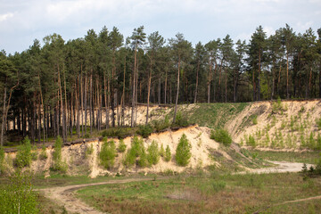 Wiosna w lesie. Las wiosenną porą. Młode drzewa brzozy w lesie na skarpie podczas wiosny. Dzika przyroda. © Leszek Szelest