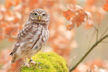 Little owl, Athene noctua, Czech republic