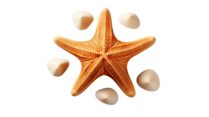 A lone starfish resting on golden sand with gentle ripples, illuminated by natural sunlight, studio view, isolated on transparent background.