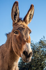 Fototapeta premium Donkey in Majorca, Mallorca, Balearic Islands, Spain, Europe