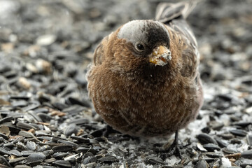 Gray-crowned Rosy-Finch (Leucosticte tephrocotis); Laramie, Wyoming