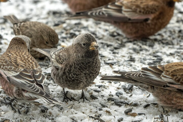 Gray-crowned Rosy-Finch (Leucosticte tephrocotis); Laramie, Wyoming