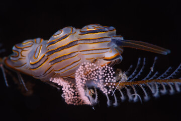 Donut Doto (Doto greenamyeri) laying eggs