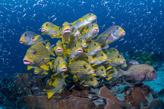 Ribbon Sweetlips, Gaterin &agrave; rubans (Plectorhinchus polytaenia)