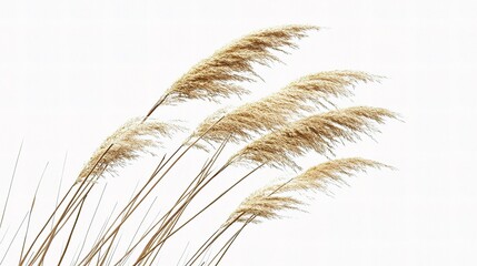 Isolated Reeds and Grass Swaying Gently on White Background