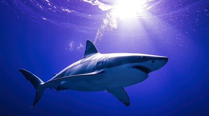 Fototapeta premium Majestic Great White Shark Underwater Sunlit Scene