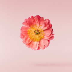 Beautiful coral Suffruticosa Tree Peony falling in the air isolated on pink background. High...