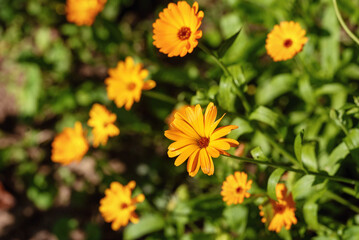 Orange calendula flowers in the garden.