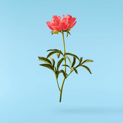 Beautiful coral Suffruticosa Tree Peony falling in the air isolated on blue background. High...