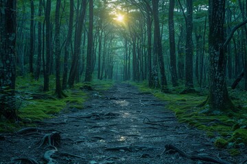 Fototapeta premium Sunlight filtering through lush green forest with a serene trail