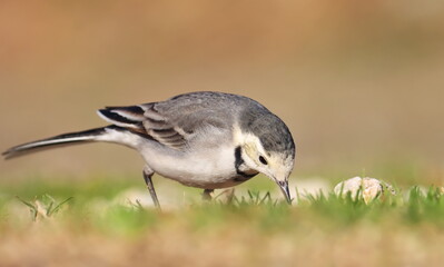 White Wagtail, Motacilla alba, birds of Montenegro