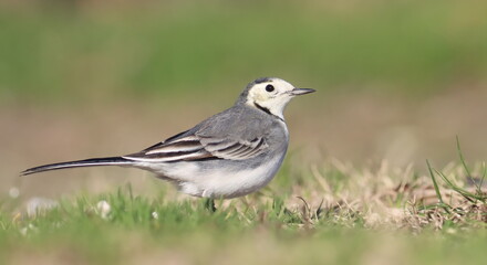 White Wagtail, Motacilla alba, birds of Montenegro