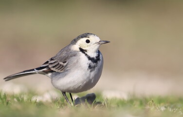 White Wagtail, Motacilla alba, birds of Montenegro