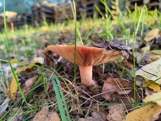Mushroom in autumn forest surrounded by fallen leaves and grass