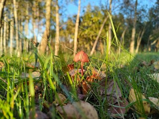 Autumn forest scene with mushroom and fallen leaves in sunlit meadow