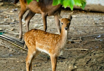 Portrait of beautiful young roe deer in nature