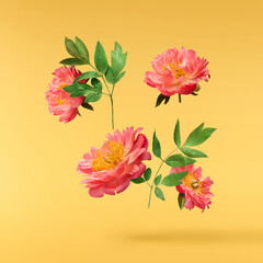 Beautiful coral Suffruticosa Tree Peony falling in the air isolated on yellow background. High...