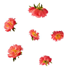 Beautiful coral Suffruticosa Tree Peony falling in the air isolated on white background. High resolution, zero gravity or levitation concept.