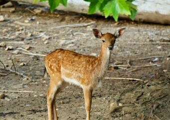 Portrait of beautiful young roe deer in nature