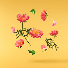 Beautiful coral Suffruticosa Tree Peony falling in the air isolated on yellow background. High...