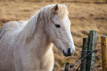 A rare breed of Icelandic horse in the autumn pastures of western Iceland