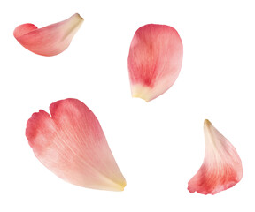 Beautiful coral Suffruticosa Tree Peony petals falling in the air isolated on white background....