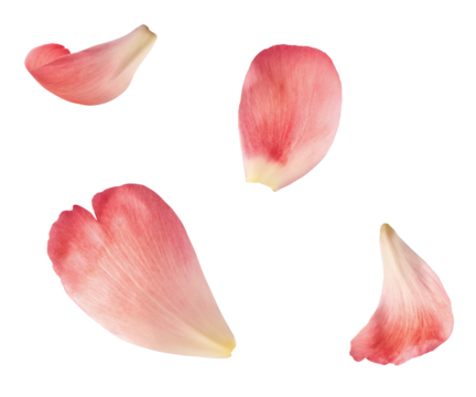 Beautiful coral Suffruticosa Tree Peony petals falling in the air isolated on white background. High resolution, zero gravity or levitation concept.