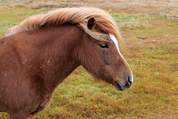 Fototapeta premium A rare breed of Icelandic horse in the autumn pastures of western Iceland