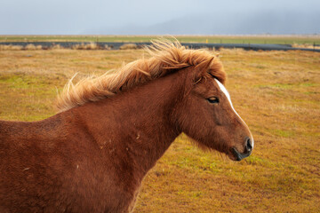 A rare breed of Icelandic horse in the autumn pastures of western Iceland