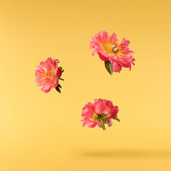 Beautiful coral Suffruticosa Tree Peony falling in the air isolated on yellow background. High...