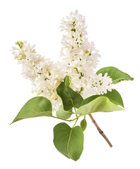 Fresh lilac blossom, Beautiful white lilac flowers falling in the air isolated on white background. Zero gravity or levitation spring flowers conception, high resolution image