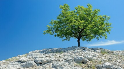 Solitary Tree on Rocky Hilltop Under a Vivid Blue Sky