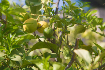 A vibrant close-up of a lemon tree branch with ripe yellow lemons and a green unripe lemon. The lush green leaves and natural sunlight create a fresh and lively atmosphere.