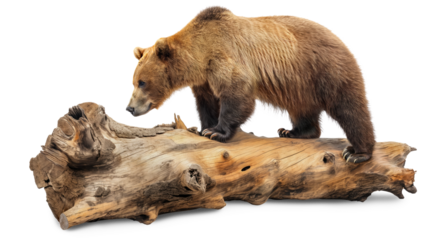 A big bear stands on a big old log on a transparent background illustration.