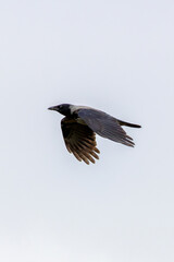Hooded Crow (Corvus cornix) - Found in Urban and Coastal Areas, Bull Island, Dublin