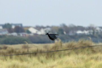 Hooded Crow (Corvus cornix) - Found in Urban and Coastal Areas, Bull Island, Dublin