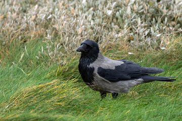 Hooded Crow (Corvus cornix) - Found in Urban and Coastal Areas, Bull Island, Dublin